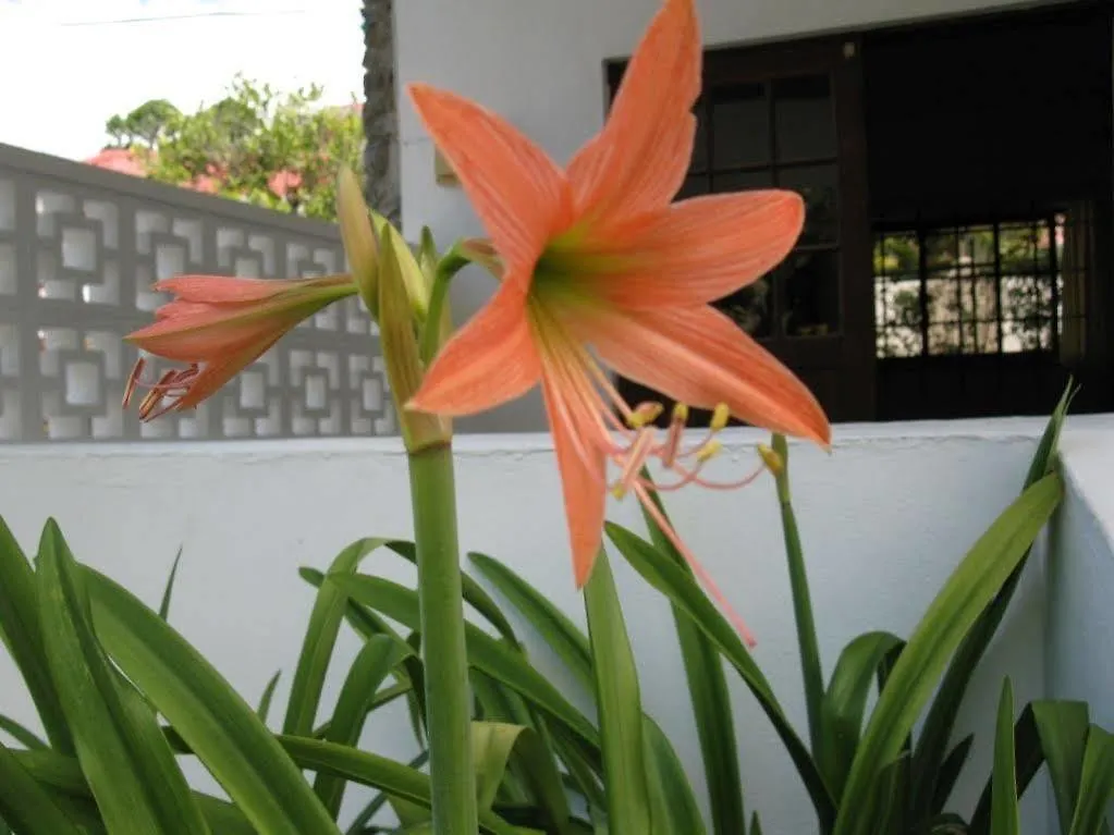 Daniella's Bungalows Bel Ombre 2*,